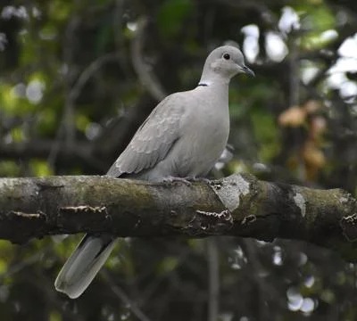 A Eurasian collared dove perched on a tree limb Stock Photos