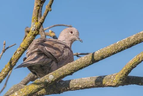 Eurasian collared dove perched on a tree branch streptopelia decaocto Stock Photos