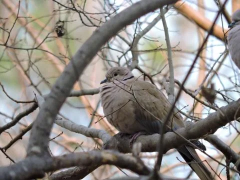 A Eurasian collared dove perched on a tree branch. Stock-Fotos