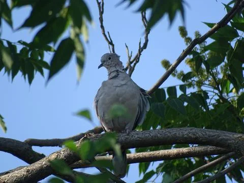 Eurasian collared dove perched on tree branch 스톡 사진
