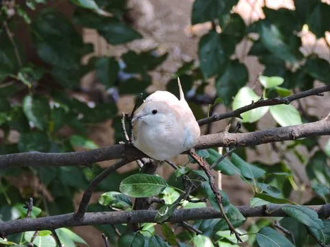 Eurasian collared dove perched on a tree branch with green leaves background Stock Photos