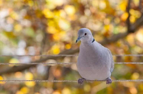 Eurasian Collared Dove Perched on a Wire in Autumn Bokeh Fotos Stock