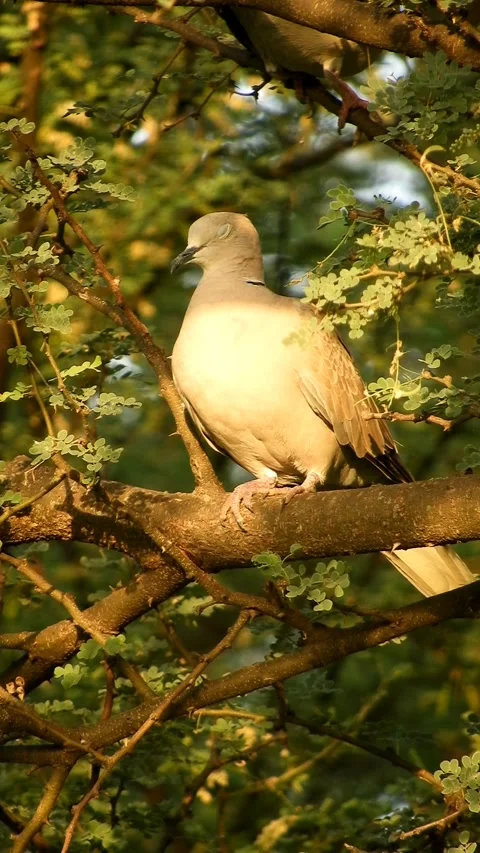Eurasian Collared Dove Perching On Tree - 4k Vertical Footage Stock Footage 337963018