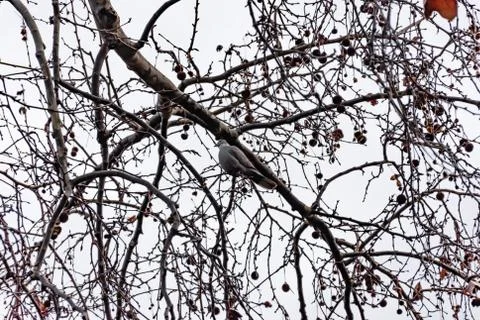 A Eurasian collared dove perching on a tree branch in a park in winter (Marse Stock Photos