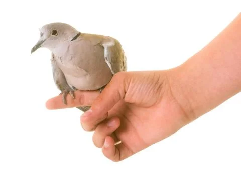 Eurasian collared dove Stock-Fotos