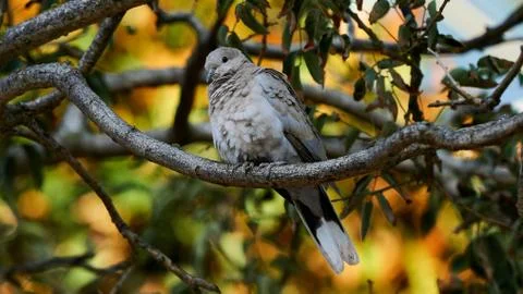 Eurasian Collared Dove Stock Photos