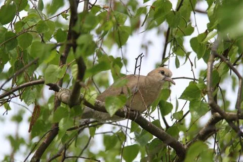 Eurasian collared dove Stock Photos