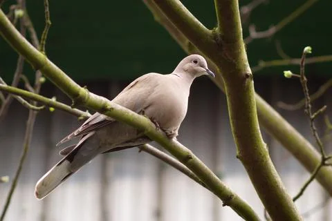 Eurasian collared dove 写真素材