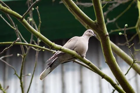 Eurasian collared dove Stock Photos