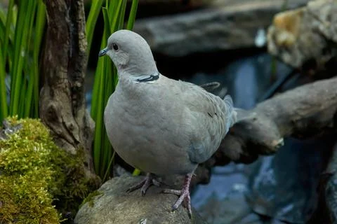 Eurasian collared dove Stock Photos