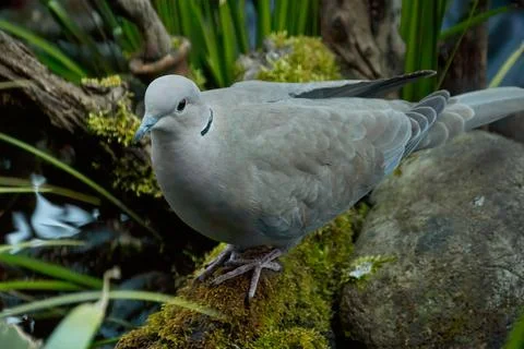 Eurasian collared dove Stock Photos