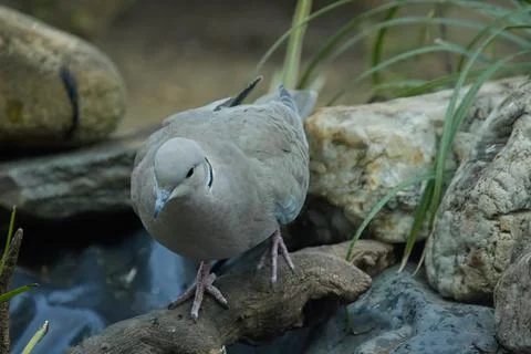 Eurasian collared dove Stock Photos
