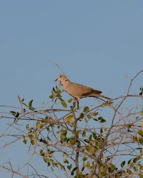 Eurasian Collared Dove Stock Photos