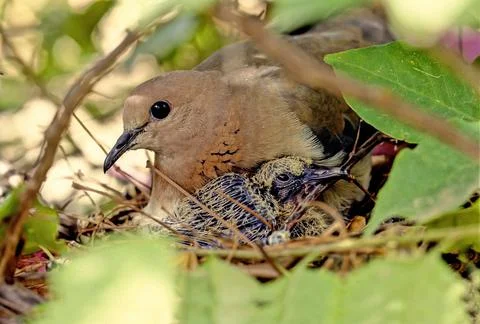Eurasian collared dove Foto stock