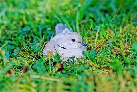 Eurasian collared dove Stock Photos