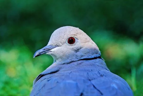 Eurasian collared dove Stock Photos