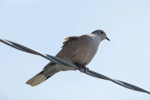 Eurasian collared dove Stock Photos