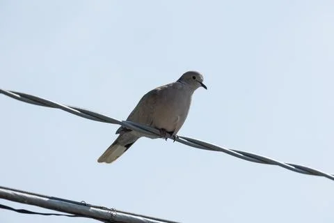 Eurasian collared dove Stock Photos
