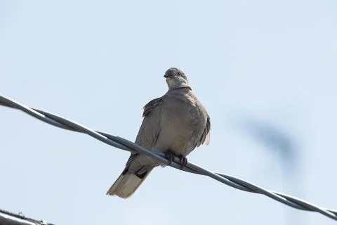 Eurasian collared dove Stock Photos