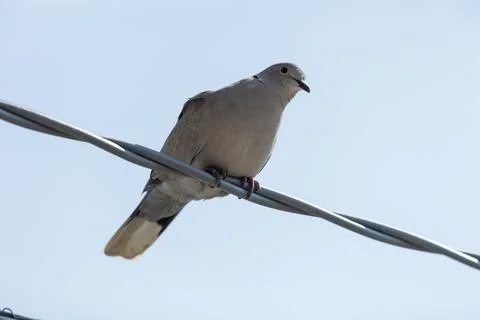 Eurasian collared dove Stock Photos