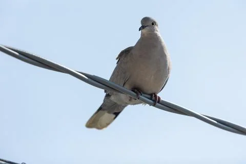 Eurasian collared dove Foto stock