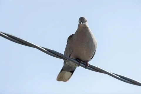 Eurasian collared dove Stock Photos