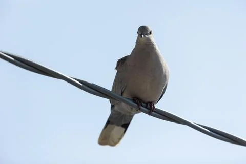 Eurasian collared dove Stock-Fotos