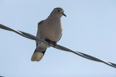 Eurasian collared dove Stock Photos