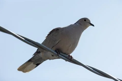 Eurasian collared dove Stock Photos