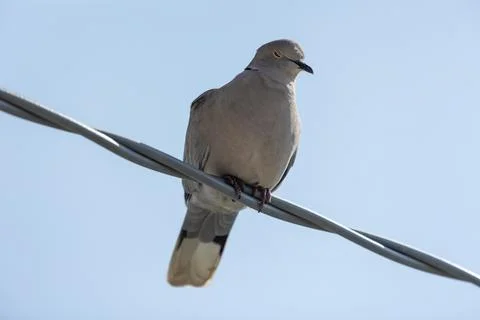 Eurasian collared dove Stock Photos