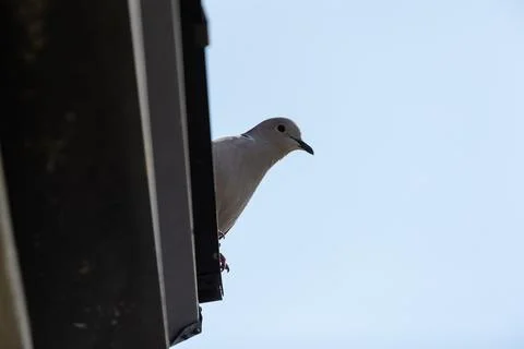 Eurasian collared dove Stock Photos