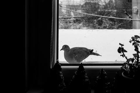 Eurasian Collared Dove Foto stock
