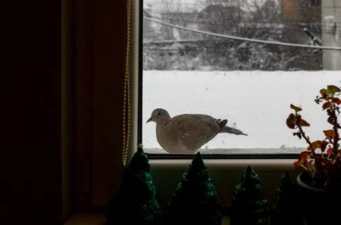 Eurasian Collared Dove Foto stock