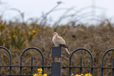 Eurasian collared dove on a railing by gorse Stock Photos