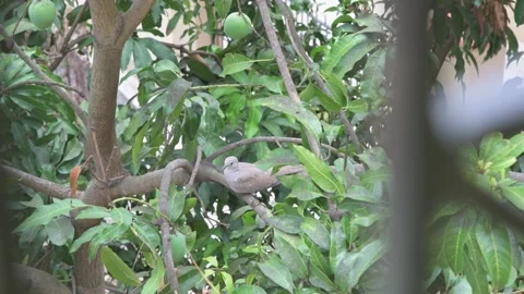 Eurasian Collared Dove Resting on Mango Tree Branch surrounded Vídeo Stock 341518160