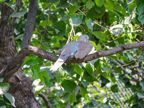 Eurasian collared dove resting on a tree branch Stock Photos