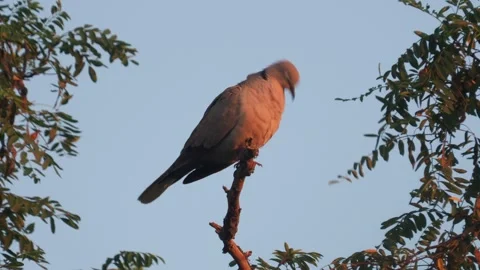 The Eurasian collared dove singing and grooming, Streptopelia decaocto Stock Footage 278917553