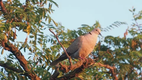 The Eurasian collared dove singing on a branch, Streptopelia decaocto Video stock 289144076