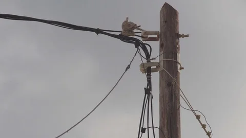Eurasian Collared Dove Sitting On An Electricity Pole Stock Footage 80301400