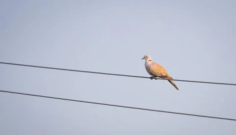 Eurasian collared dove sitting on parallel electric wire Stock Photos