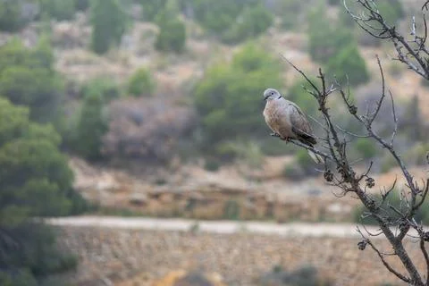 Eurasian collared dove sitting on a tree limb with a blurred forest background Fotos Stock