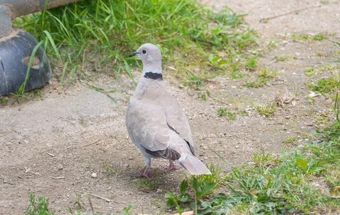 Eurasian collared dove standing on the ground Stock Photos
