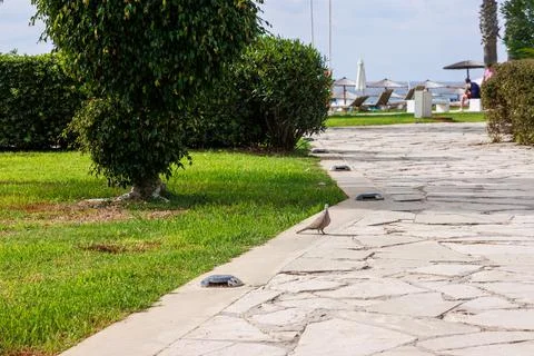 Eurasian collared dove standing on a stone walkway in a Mediterranean resor.. Фото