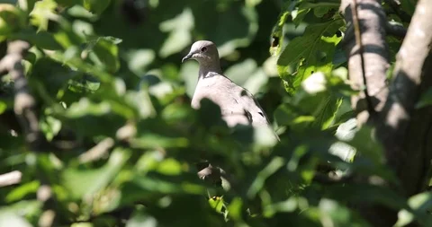Eurasian Collared Dove on sunny tree branch in the garden Stock Footage 111538177