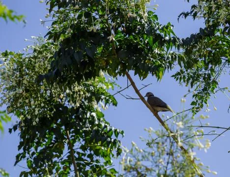 Eurasian collared dove on tree Stock Photos