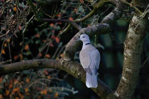 Eurasian Collared Dove in Tree Stock Photos