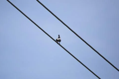Eurasian Collared-Dove on a Wire Stock Photos