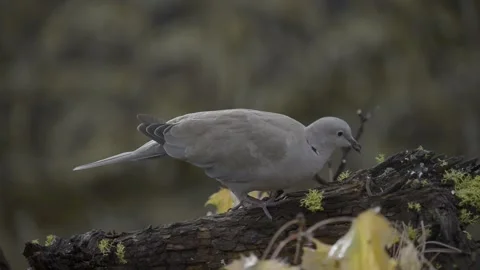 Eurasian collared-Doves on deadfall tree Stock-Footage 151430654