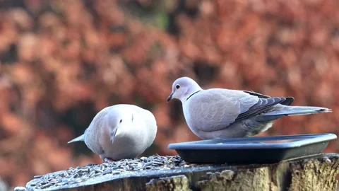 Eurasian Collared Doves peck birdseed Stock Footage 173608728