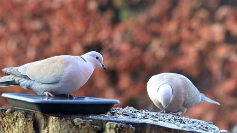 Eurasian Collared Doves peck birdseed Stock Footage 180425608